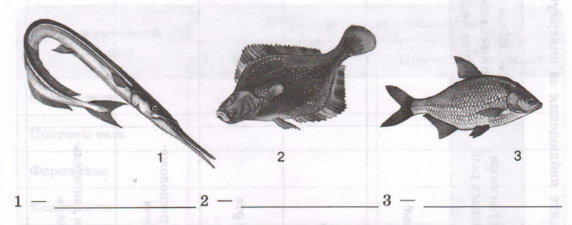 Задание рисунок 1